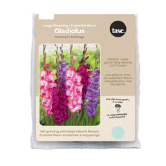 Tasc Assorted Flowering Bulbs(Gladiolus), 45 bulbs