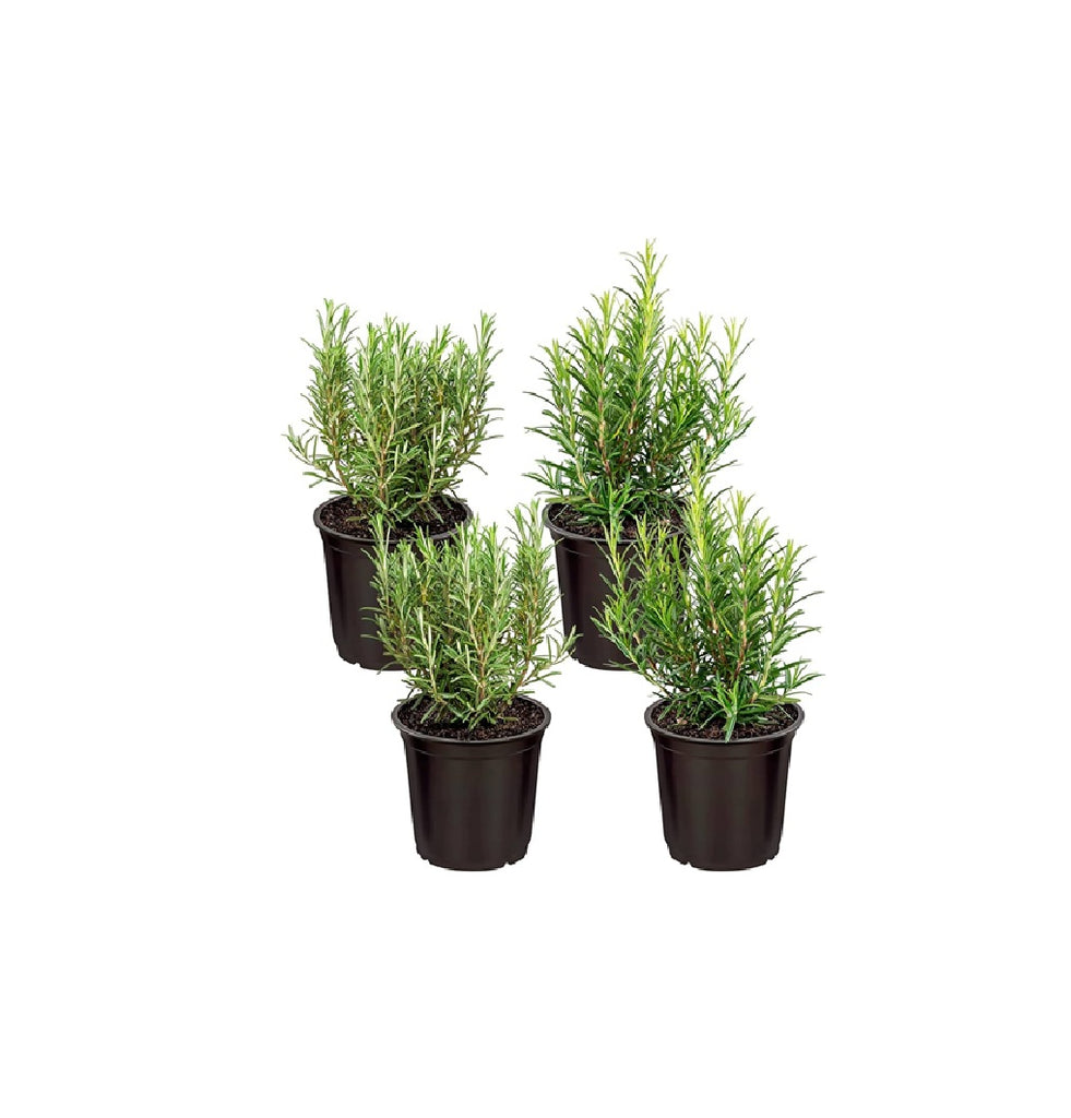 Rosemary plant, 4 pots