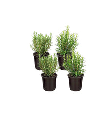 Rosemary plant, 4 pots